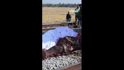 Sept éléphants tués dans une collision avec un train