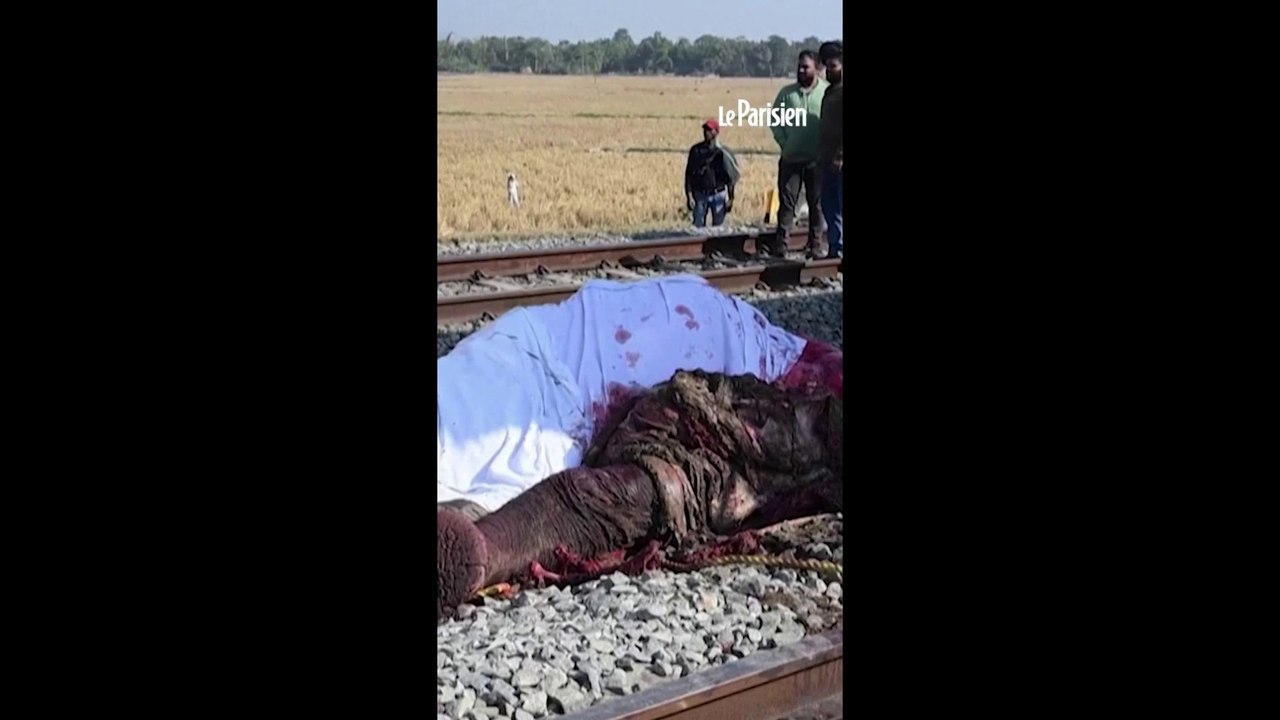 Sept éléphants tués dans une collision avec un train