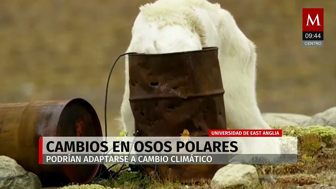 Estudio sugiere adaptación genética de osos pol...