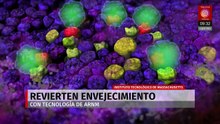 MIT desarrolla tecnología con ARN mensajero para rejuvenecer el sistema inmune