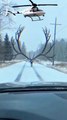 ‎🔥  ‎“Giant Moose Blocks the Road – Helicopter Rescue Shocks Everyone!”