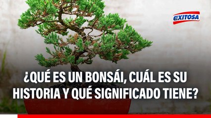 ¿Qué es un bonsái, cuál es su historia y qué significado tiene este arte milenario de los árboles en miniatura?