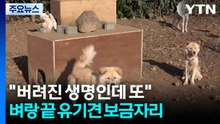 "버려진 생명인데 또"...벼랑 끝 유기견 보금자리 / YTN