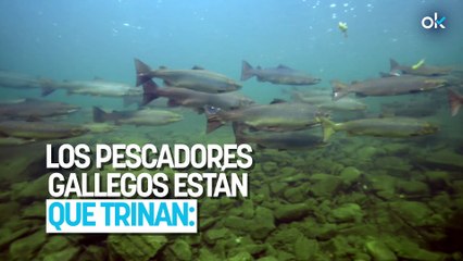 Los pescadores gallegos están que trinan: un sistema de infrarrojos confirma la ausencia de salmones en el río
