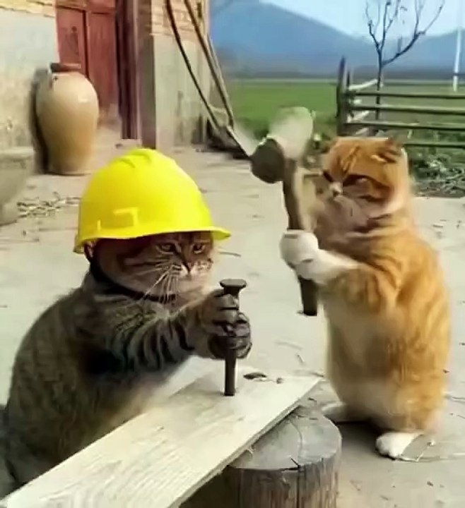 Kesabaran si mujaer sudah habis,si Oyen nakal sekali 😂 #hiburan☕ #Ai