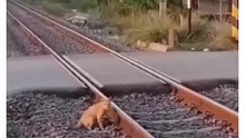He saved the life of the cat.