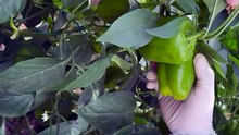 How to harvest bell peppers?