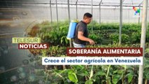 Venezuela impulsa la producción agrícola y la soberanía alimentaria