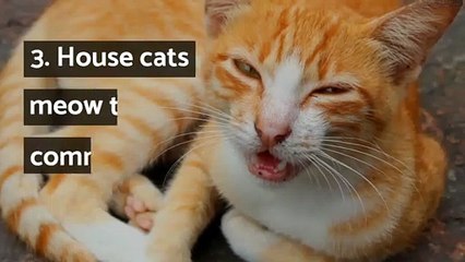 12 interesting facts about cats