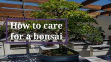 How to care for a bonsai