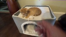 Best Covered Cat Cave Bed with Scratch Pad, Cat House. Full Review!