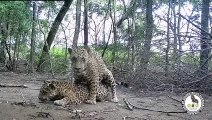 ext'Cámara trampa capta momento pocas veces visto: jaguares copulando en parque nacional'201225
