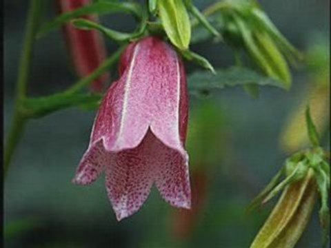 . La Maleva- The Malando tango orchestra [DECCA]78rpm