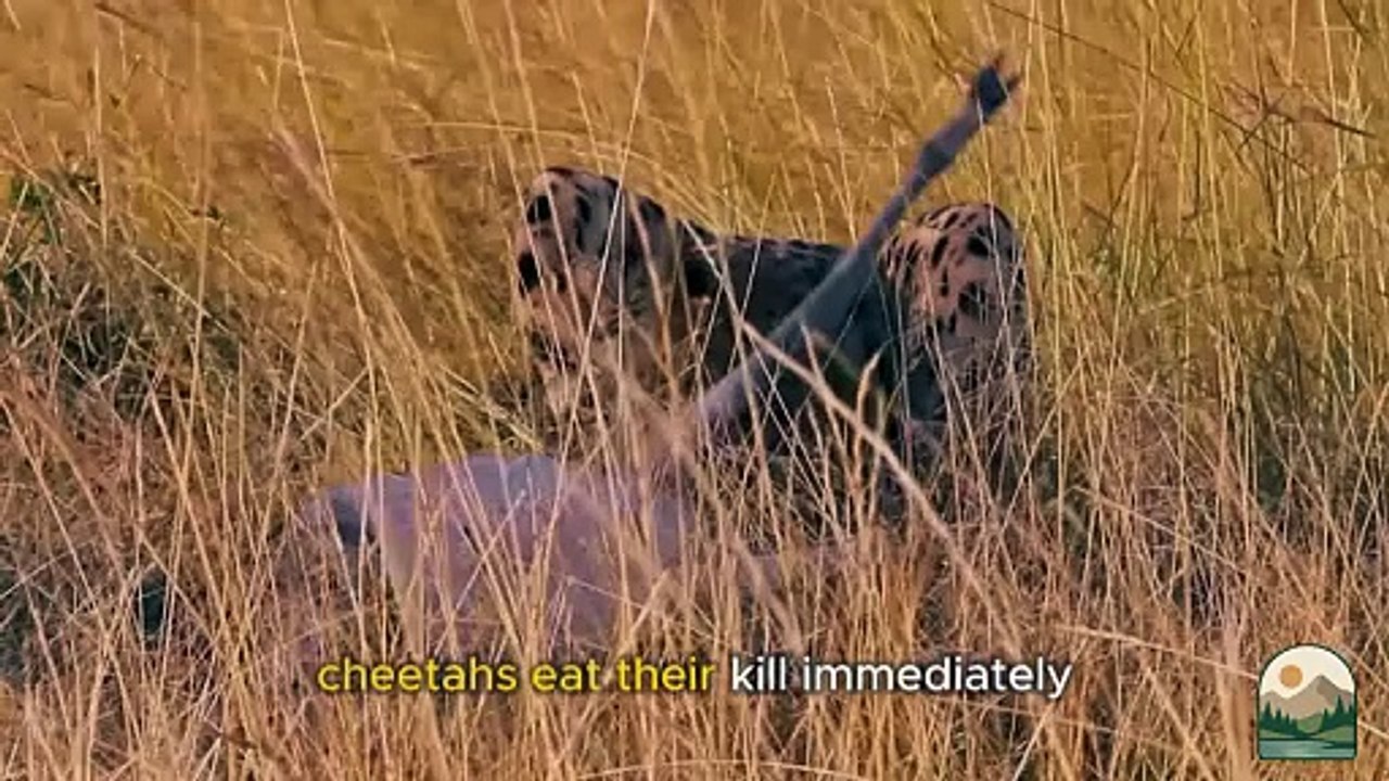 Cheetah The Fastest Predator on Land