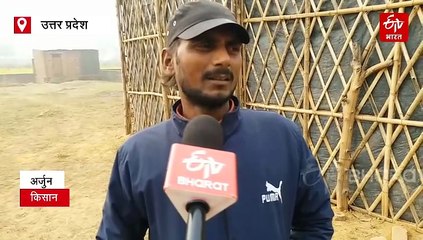 संकट में आलू किसान; पुराना बिका नहीं, नए को फेंकने की नौबत, लागत भी नहीं निकल रही