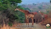 Giraffe The Gentle Giant of the Savanna