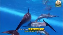How Dolphins Hunt with Intelligence
