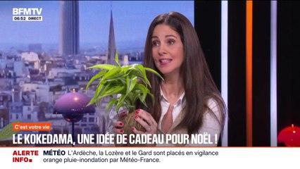 Le kokedama, une plante sans pot qui peut faire une idée de cadeau de Noël