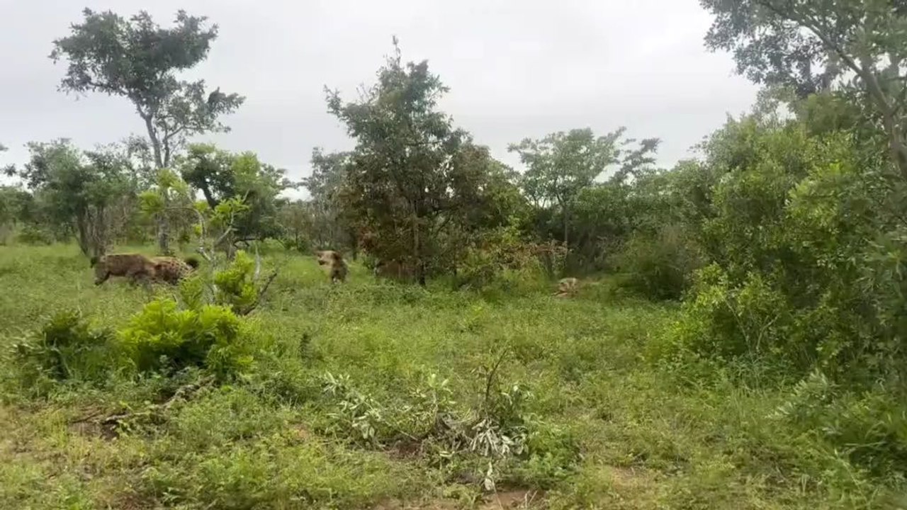 Hyenas Steal a Lion’s Kill – Survival in the Wild