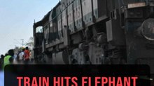 Seven elephants killed in India train accident