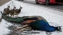 Injured Peacock & Babies in Snowfall | Girl Stops Car to Save Them | Emotional Wildlife Video