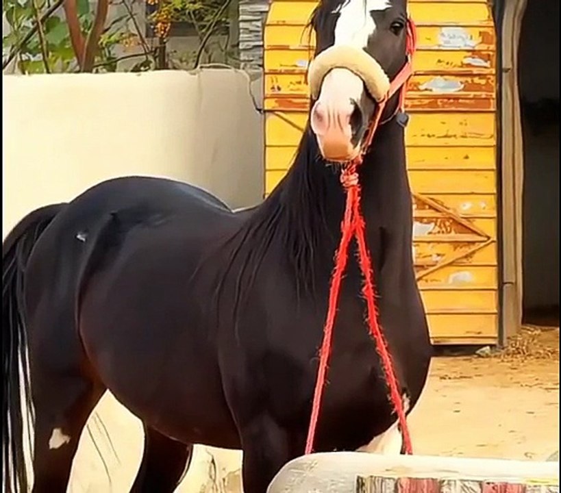Horse looking forward confidently.