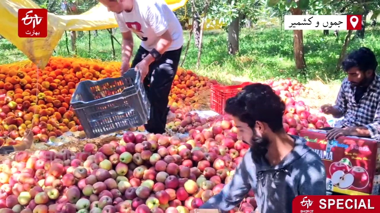 2025 کا زرعی سال: کشمیر کے کسان تاریخ کے مشکل ترین دور سے گزر رہے ہیں