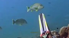 One Spear for 10 fish