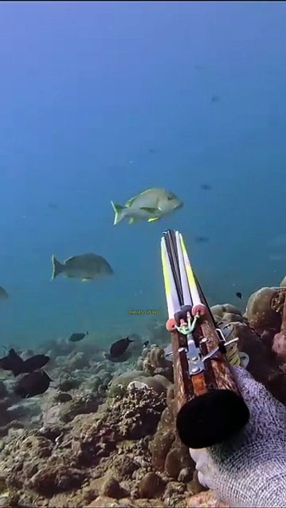 One Spear for 10 fish