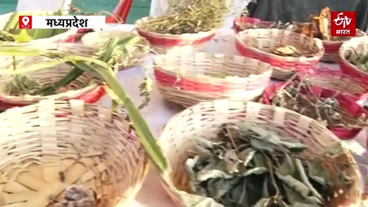 वन मेले में छाई 5 फीट लंबी लौकी, डेढ़ किलो का नींबू जिसे लोग समझ बैठे पपीता