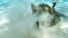 Big fish turn into a pet