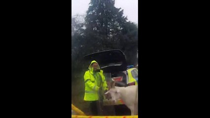 Inghilterra, capra fugge e semina il panico: catturata dalla polizia al lazo come in un western | Il video