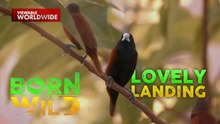 Bird watching sa Palawan, sinubukan ni Doc Nielsen Donato  | Born to be Wild