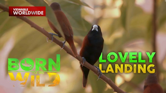 Bird watching sa Palawan, sinubukan ni Doc Nielsen Donato | Born to be Wild