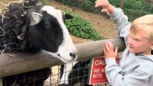 Funny moment as mischievous goat grabs kid’s hood while he greets farm animals