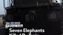 Seven Elephants Killed By Train In India