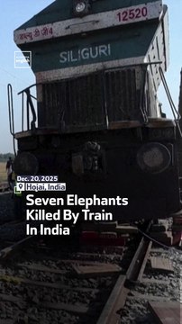 Seven Elephants Killed By Train In India