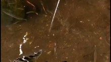 The Fish That Shoots Its Prey With Water #facts #shorts #viral