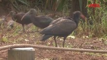 L'ibis eremita prospera nello zoo di Rabat, in Marocco | Il video