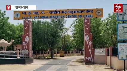 वैज्ञानिकों ने ऊंट के खून से बनाई एंटी-स्नेक वेनम, 'बांडी' सांप के काटने से होने वाली मौतों पर लगेगी रोक