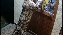 "wild cctv footage of leaopard tries to break the door"