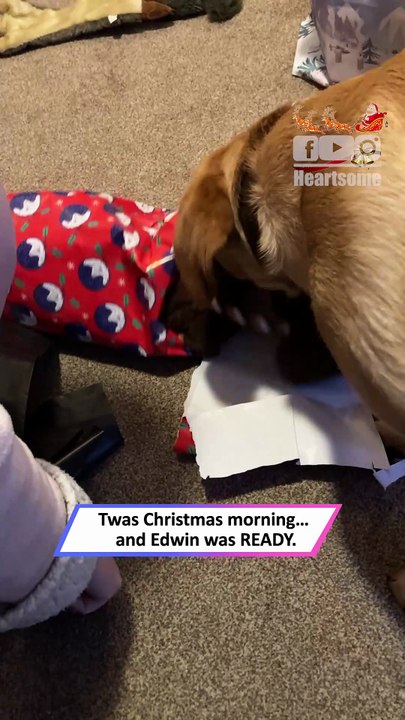 Dog Gets New Toy for Christmas—and Instantly Forgets the World|| Heartsome 💖