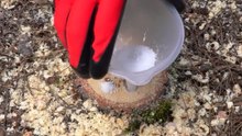 The easy way to remove a tree stump