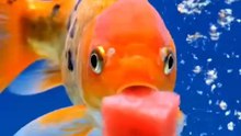 Fish eating fruit #fish #goldenfish #watermelon
