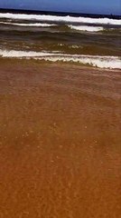 Verão começa com invasão de águas-vivas em SC