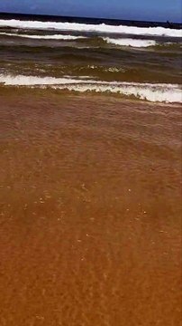 Verão começa com invasão de águas-vivas em SC