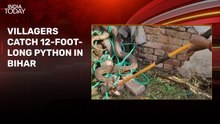 Video: 12-foot-long python spotted in Bihar village, causes panic