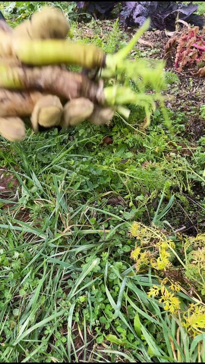 🥩 Les Recettes qui Réchauffent épisode 1 : La blanquette de veau coquine