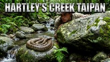 Hartley's Creek Taipan Queensland Australia
