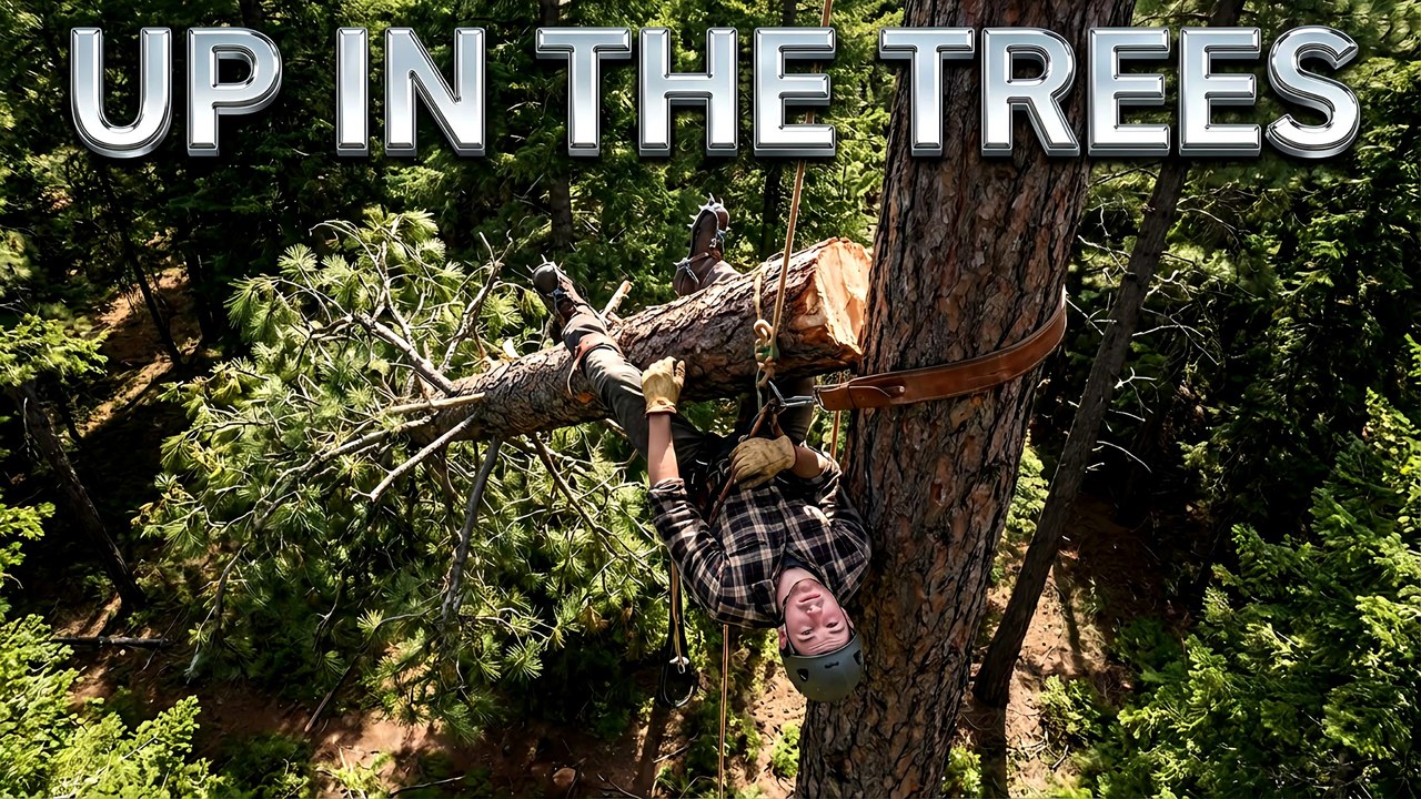 Up In The Trees